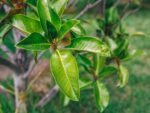 6 Benefits Of Boiled Mango Leaves 6 Benefits Of Boiled Mango Leaves