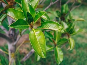 6 Benefits Of Boiled Mango Leaves 6 Benefits Of Boiled Mango Leaves