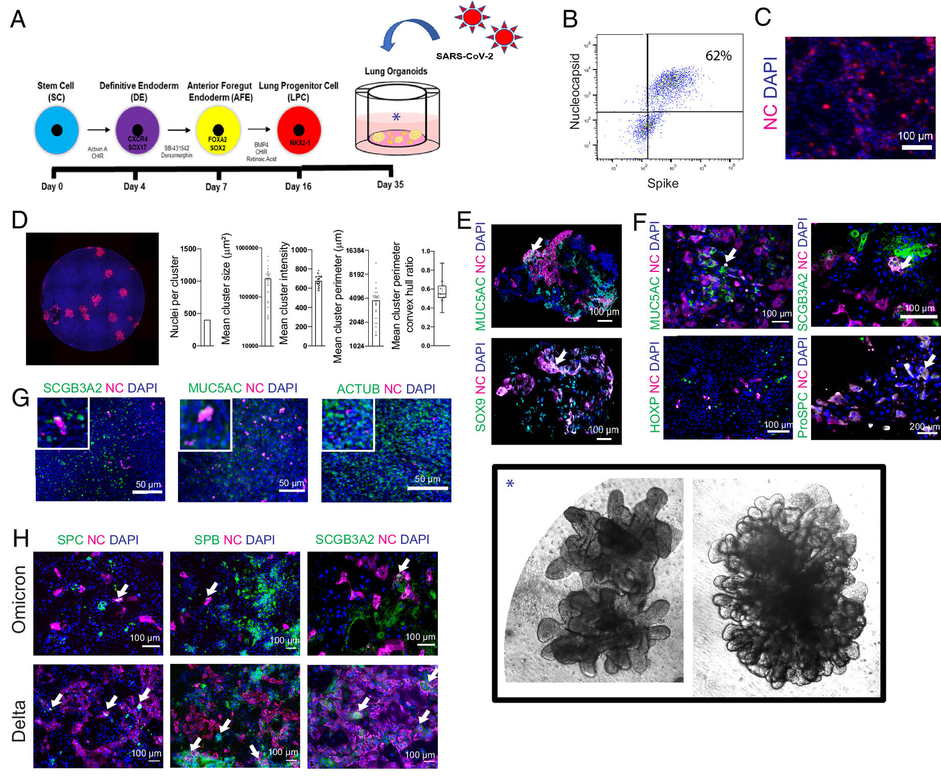 ‘Mini lungs’ research leads to multiple COVID-19 discoveries