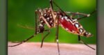1st West Nile virus fatality in Contra Costa County since 2006 reported on July 16 1st West Nile virus fatality in Contra Costa County since 2006 reported on July 16
