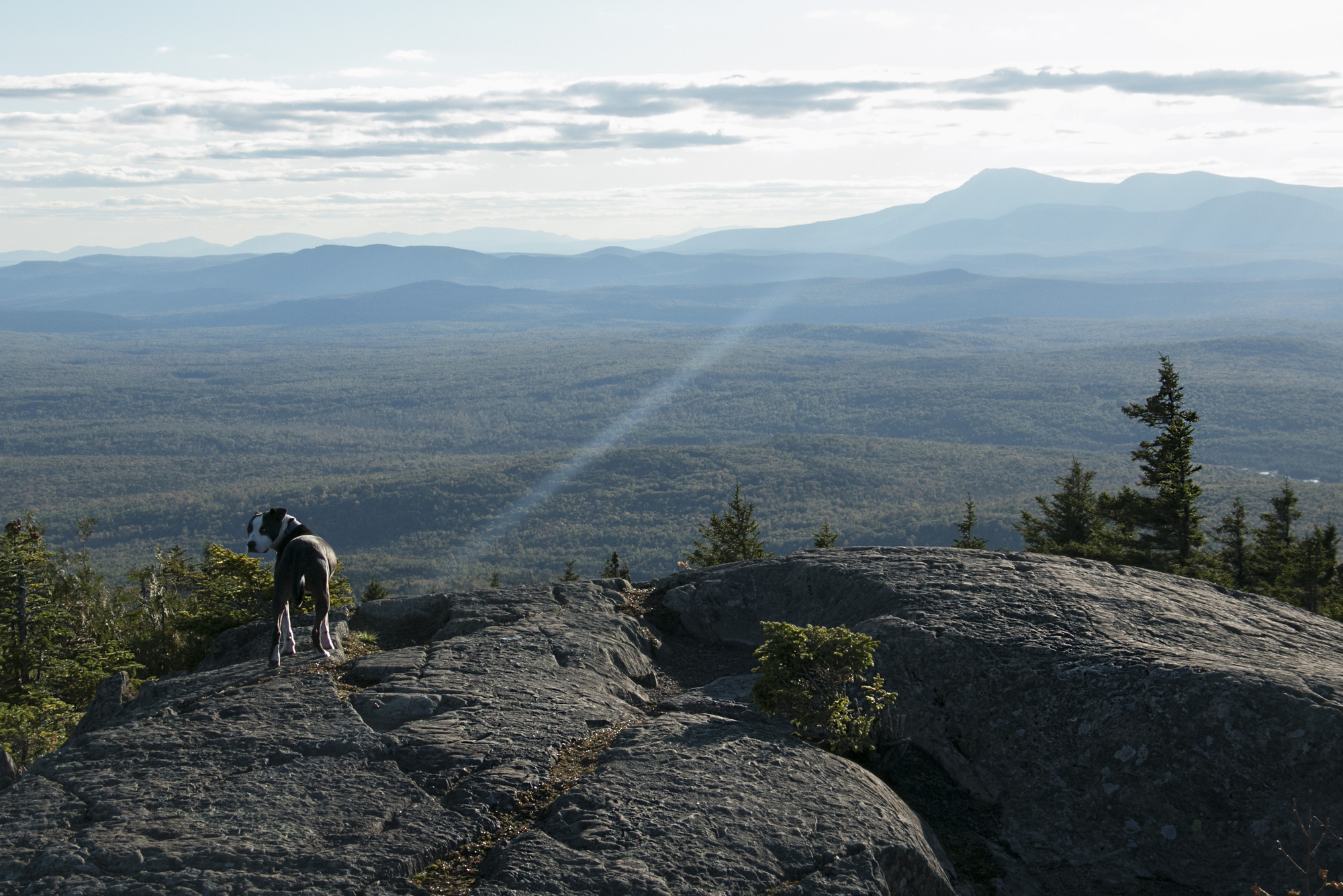 10 places in Maine to hike with your dog Health and Fitness Niche