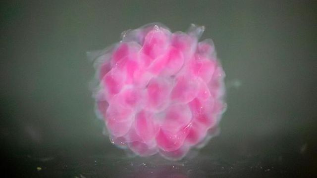 New Bioprinting Technology Paves Way for Human-Compatible 3D-Printed Organs