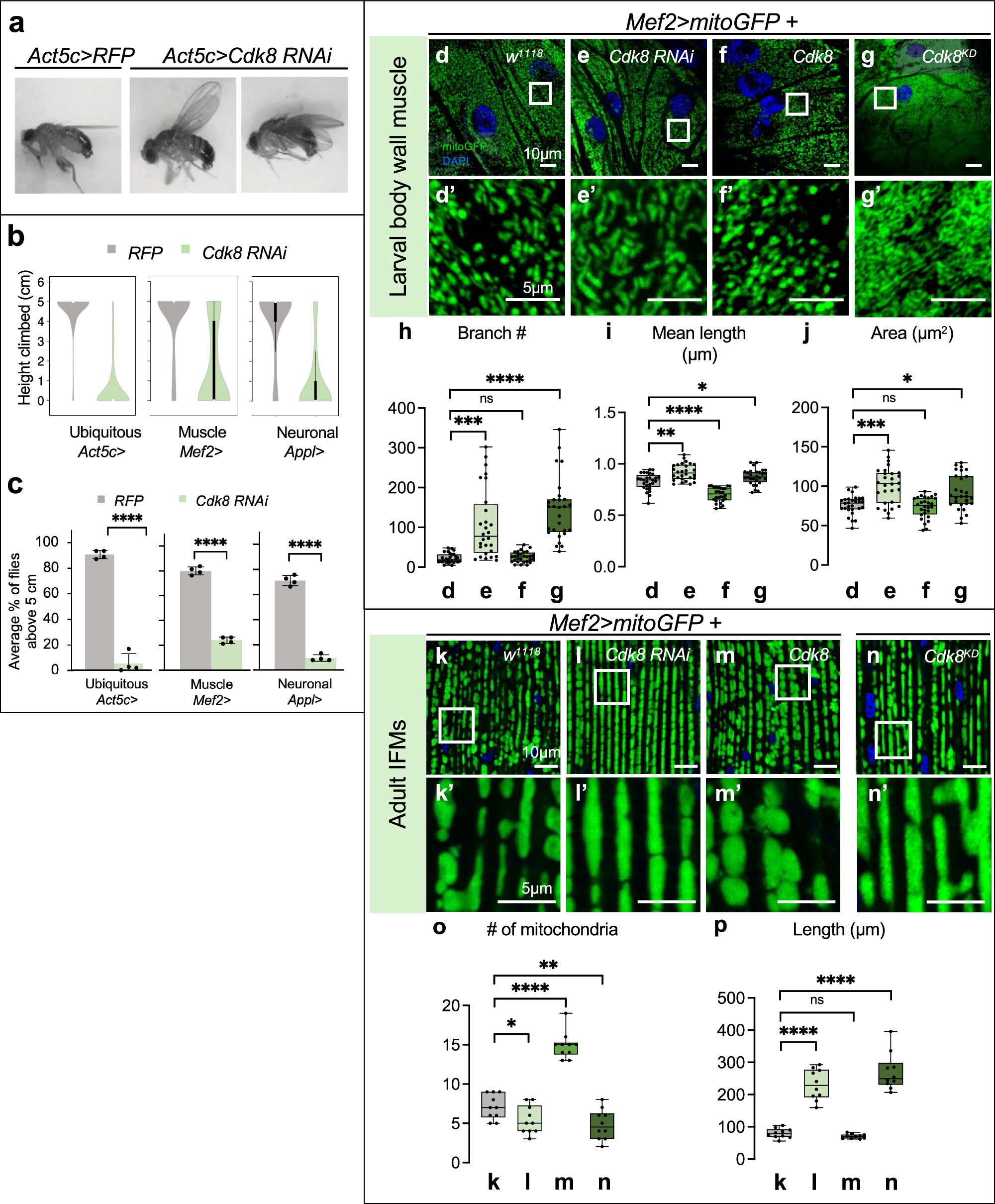 Fruit fly study identifies gene that may reverse Parkinson’s disease