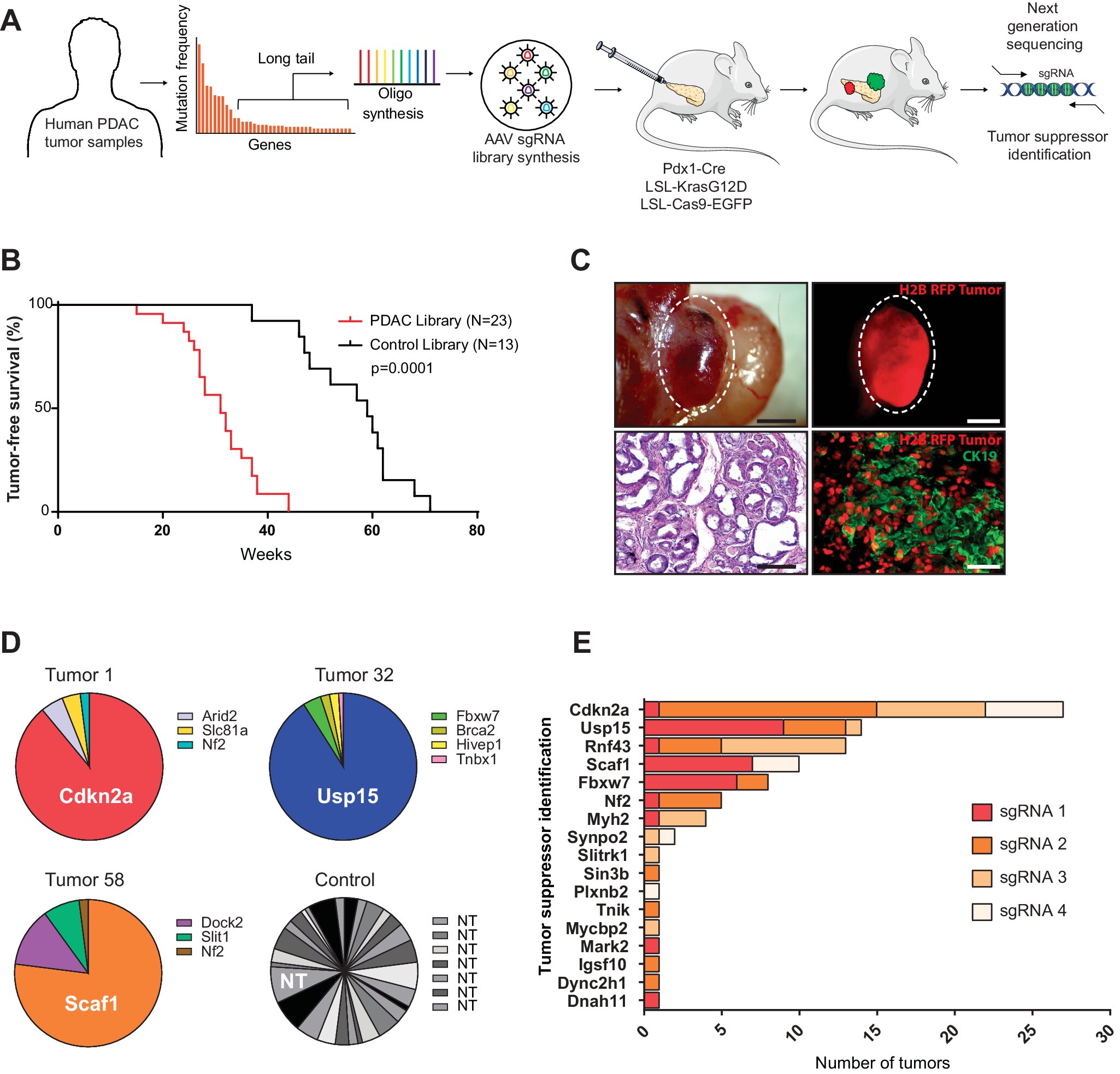 Study identifies two critical genes in pancreatic tumors