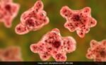 Brain-Eating Amoeba Kills Israeli Man, 25, After He Went Swimming On Beach