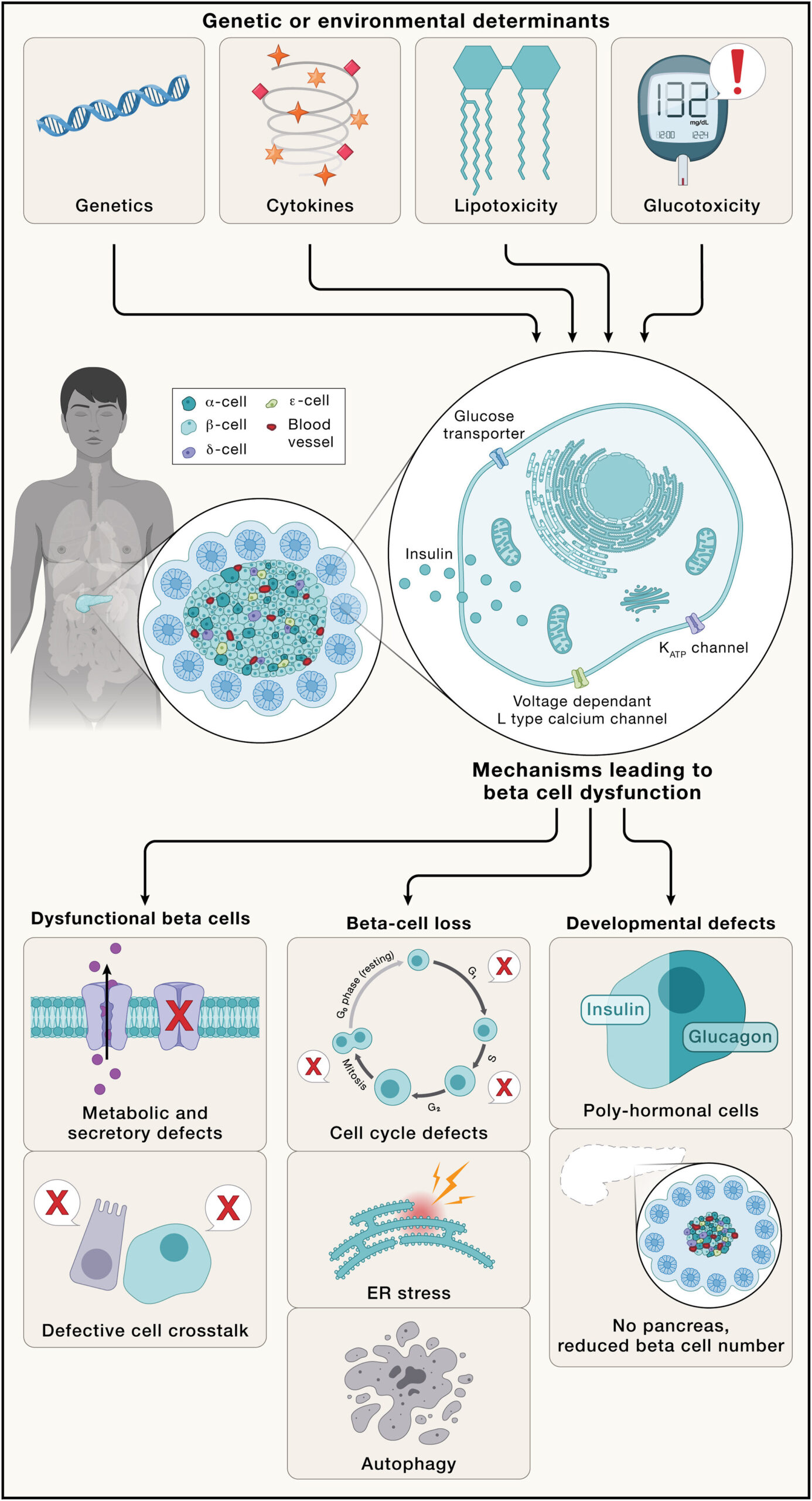 Recent advances show promise in stemming the growing prevalence of diabetes