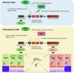 Genetic breeding offers new method for mosquito population control Genetic breeding offers new method for mosquito population control
