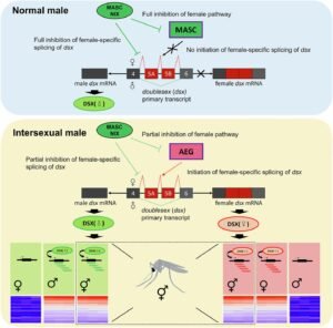 Genetic breeding offers new method for mosquito population control Genetic breeding offers new method for mosquito population control
