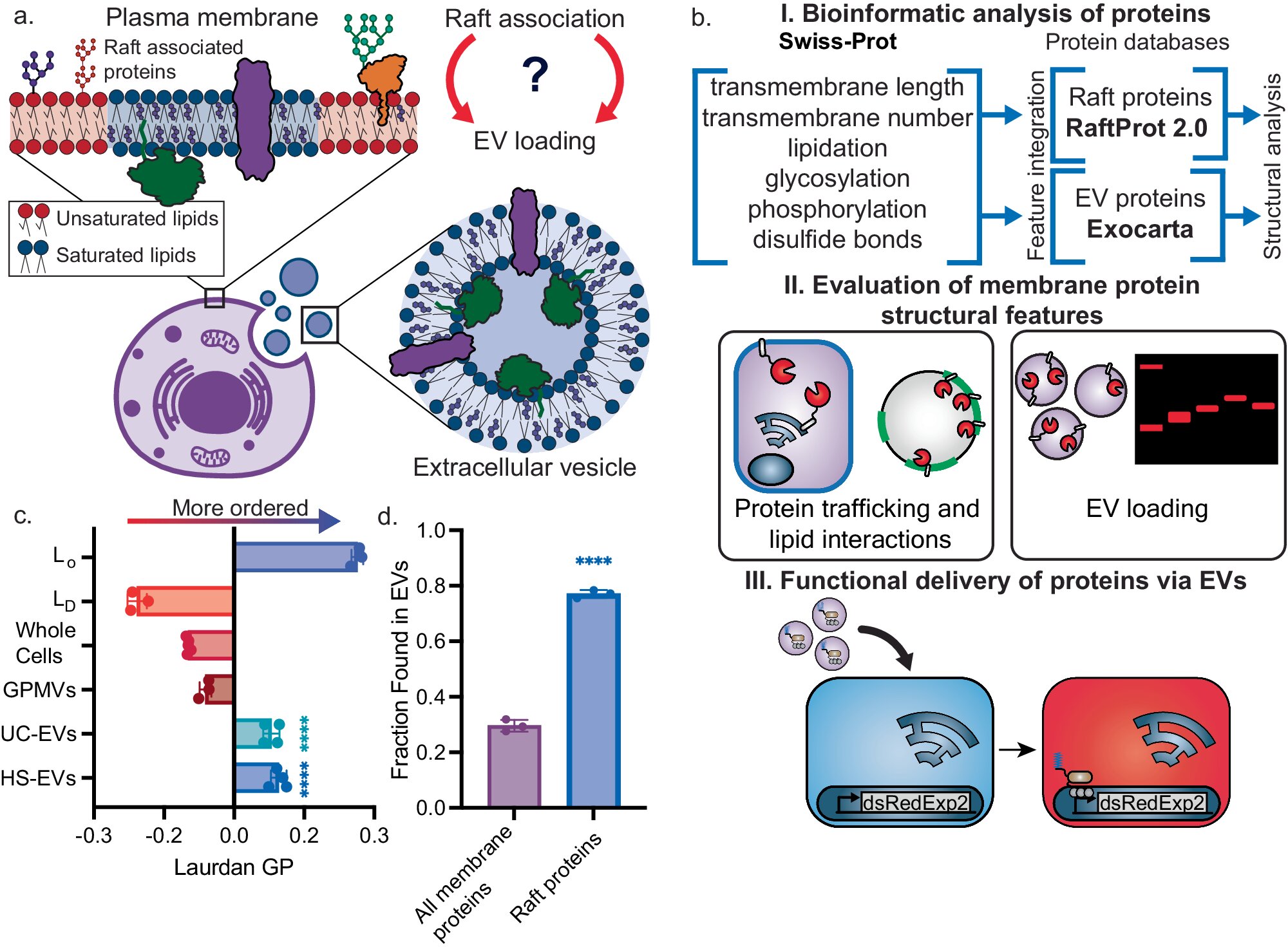 Scientists hijack natural delivery system to send engineered proteins to target cells