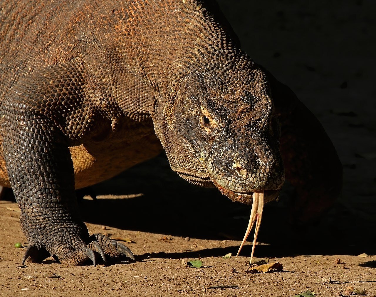 E-bike accident spike; epigenetics in memory formation; Komodo dragons now scarier