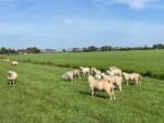 Bluetongue cases are soaring amid doubts about vaccines
