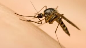 London-area mosquitoes test positive for West Nile virus