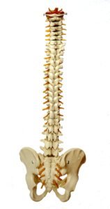 ‘Prelude’ to neuromuscular disease spinal muscular atrophy may offer chances for better treatment