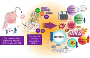 Study shows traffic-related ultrafine particles hinder mitochondrial functions in olfactory mucosa