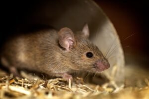Reassessing the role of mice in leptospirosis risk