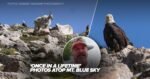 Bald eagle, mountain goats and marmot gather for ‘once in a lifetime’ photos