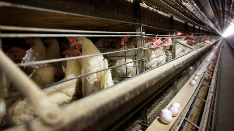 With bird flu spreading, here’s what worries scientists : Shots