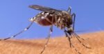 Warm, humid weather bringing West Nile Virus-infected mosquitoes to Bell County
