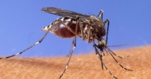 Warm, humid weather bringing West Nile Virus-infected mosquitoes to Bell County