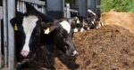 Faut-il vacciner les producteurs laitiers contre la grippe aviaire? Faut-il vacciner les producteurs laitiers contre la grippe aviaire?