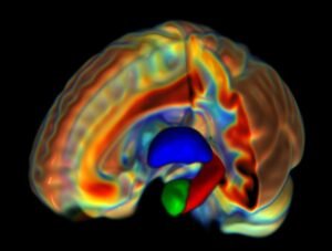 New study links brain microstructure to gender differences in mental health New study links brain microstructure to gender differences in mental health